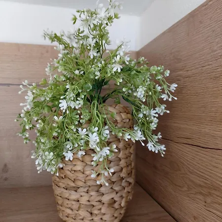 Albi Haus Apartment *