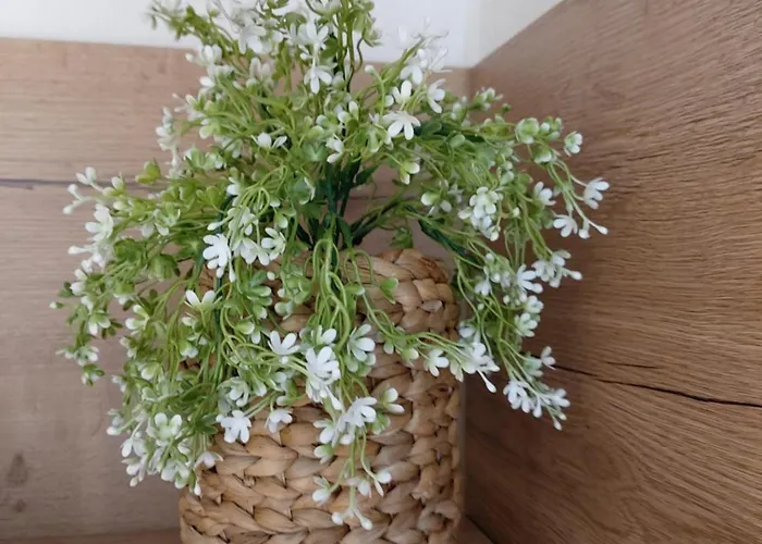 Albi Haus Apartment *